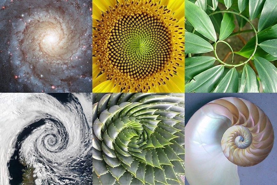 le spirali di fibonacci nella natura e dappertutto